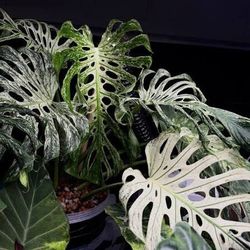 🌿 Monstera Tissue Culture – Grade A