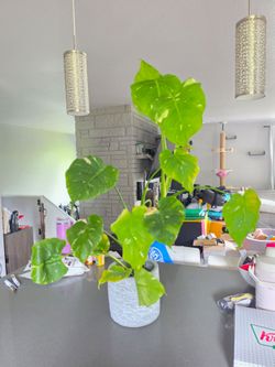 Thai Constellation Monstera