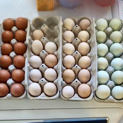 Fertilized Chicken & Duck Eggs