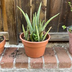 Aloe Plant ! 