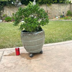 Glaze Ceramic Pot With Plant 