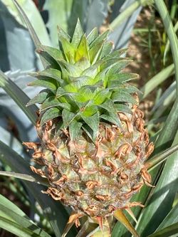 Baby pineapple 🍍