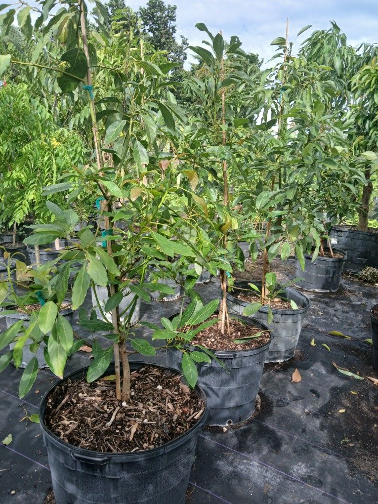 Big Sale‼️Large Avocado Trees 25gl 🥑 $200