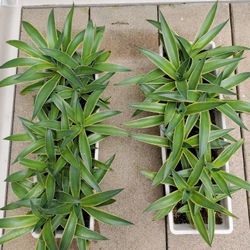 20 AGAVE  DESMETTIANA VARIGATED, ready to plant in ground, now.