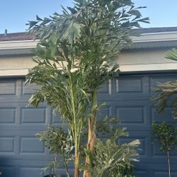 Carrots Maxima tree