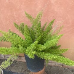 Fern