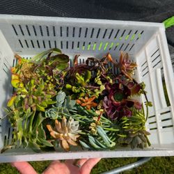 Succulent Clippings 