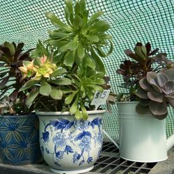 Many Beautiful Succulents Available 