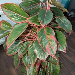 XL Aglaonema Red Siam