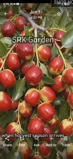 Assorted fruit trees