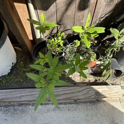Red Milkweed Plants 🪴 Butterflies 🦋 