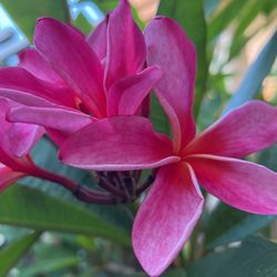 Courtade  Dark  Pink Cuttings 