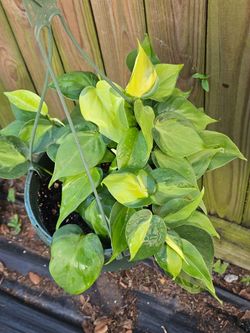 Philodendron Brasil live