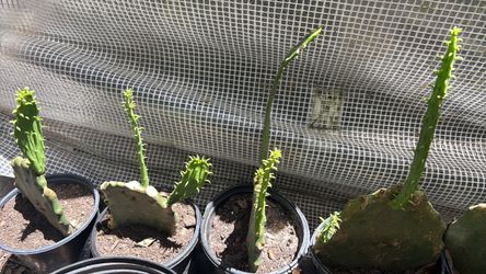 Potted Cactus Succulents in Black Nursery Pots