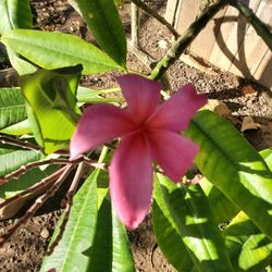 Plumeria Plant