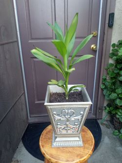planta de sombra flores 🟣