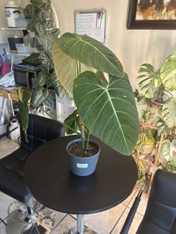 Philodendron Gloriosum