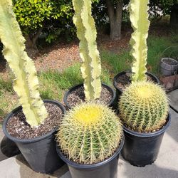 Golden Barrel Ball cactus 