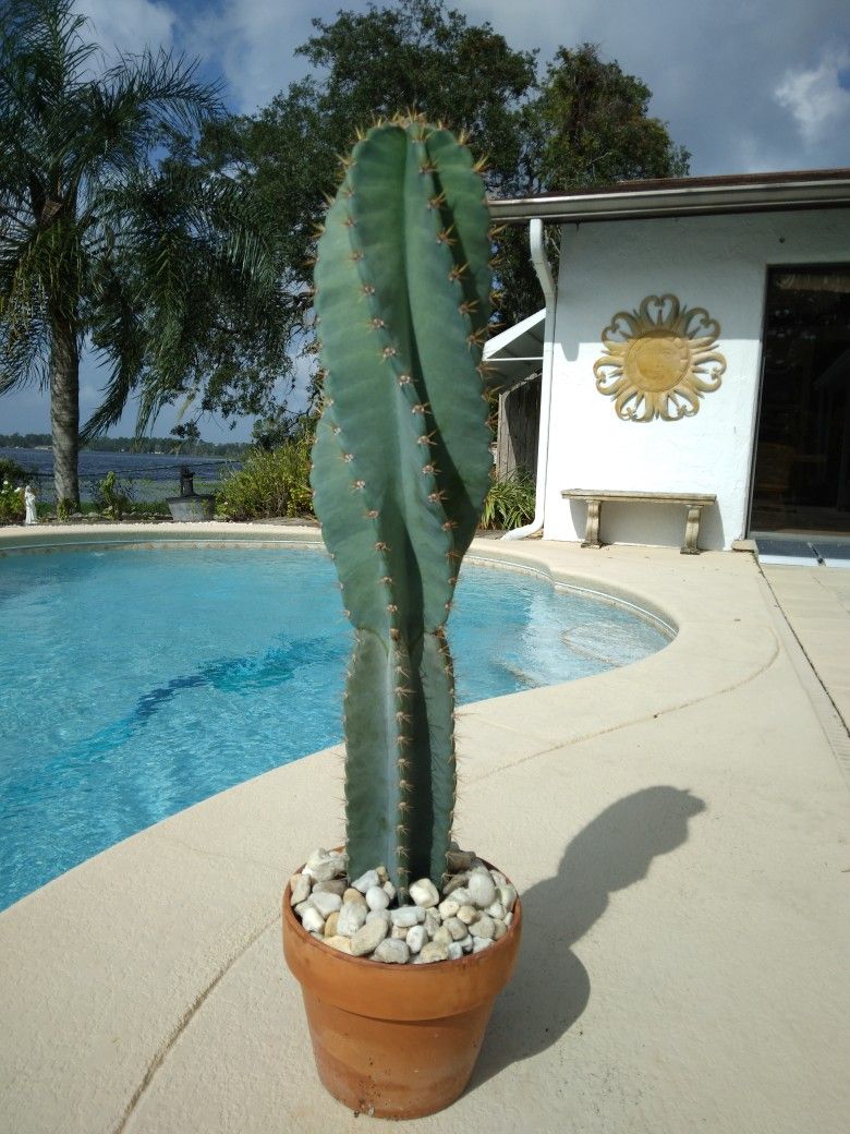 29" Spiral Twisty Peruvian Apple Cactus Cutting $80 -Ship $14 -White Flowers Red Fruit
