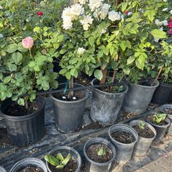 Tree & Flower Plant Sale