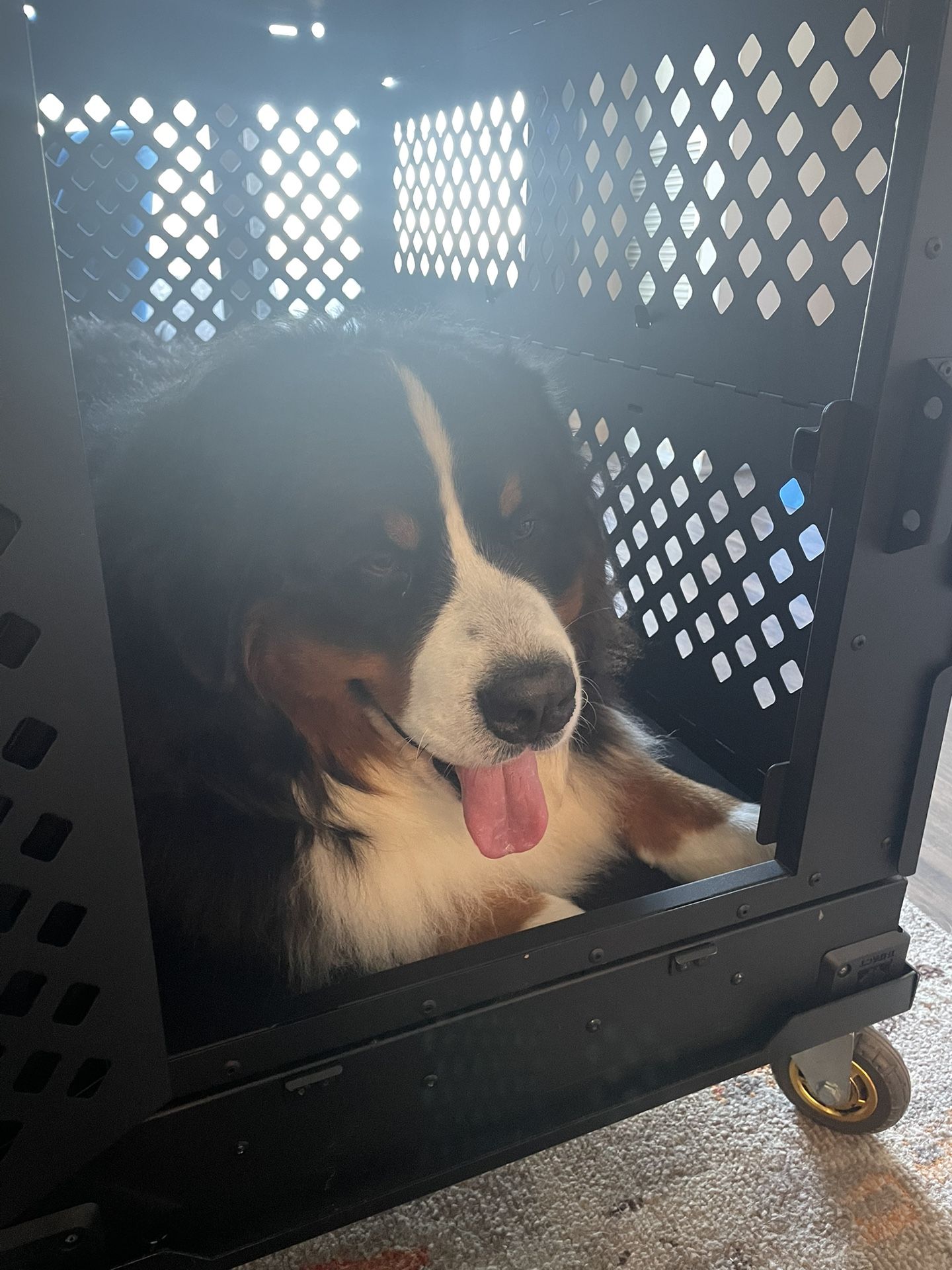 Impact Dog Crate