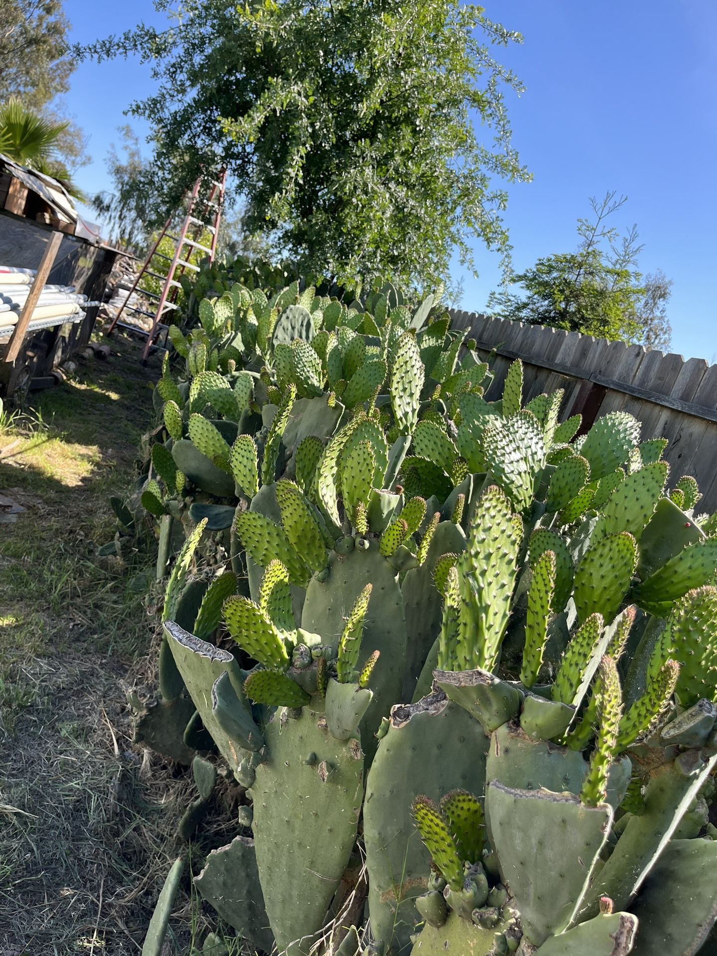 Vendo Nopales Cubeta $10