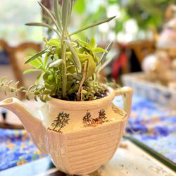 Succulents Plants In The Teapot