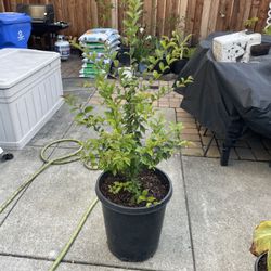 Japanese Privet (Japanese ligustrum) In 10 Gallon Pot