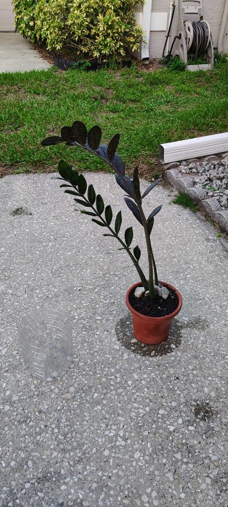 Black ZZ Plant