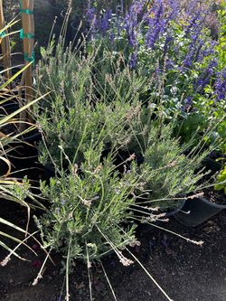 Lavenders 15$ each