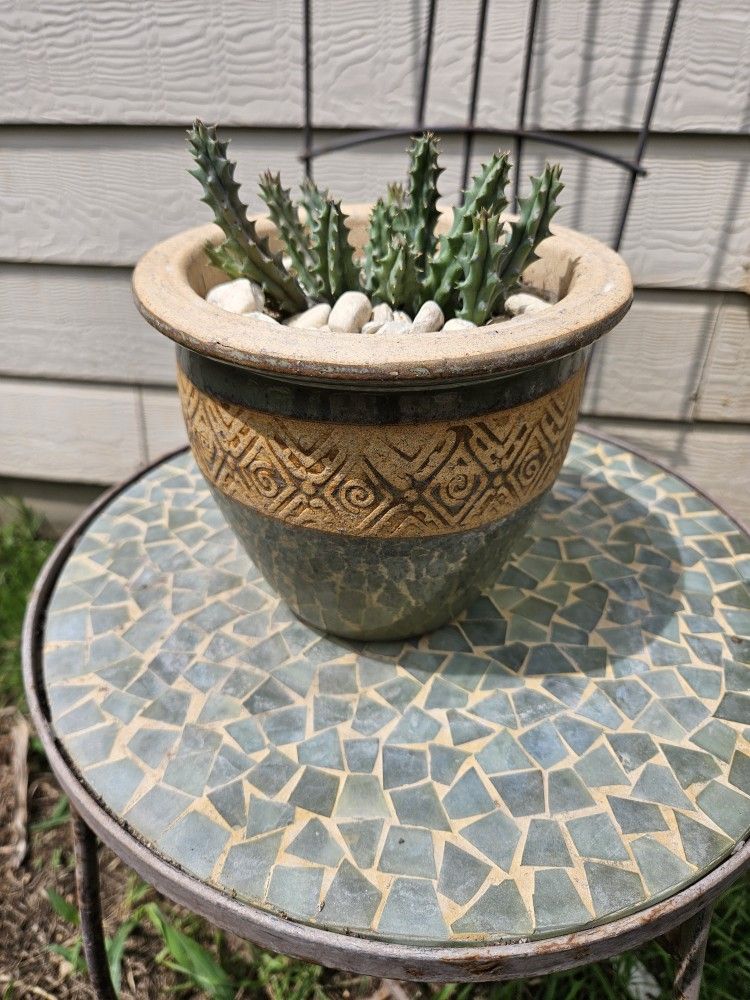 Succulent $18