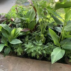 Part three of the many plants available for sale