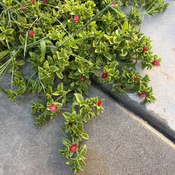Free Ground Cover 