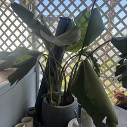 2 Huge Banana Plants (no pots, just the plants)