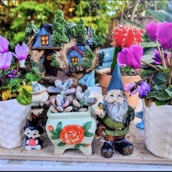 Succulents And Plant Sale This Sunday IN San Lorenzo Starts At 1pm