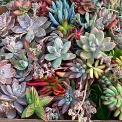Assorted Succulents Fresh Cuttings 20+ types