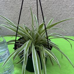 Hanging spider plant