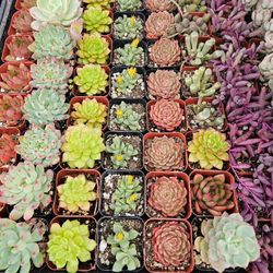 2" Succulents Only $1 Ea