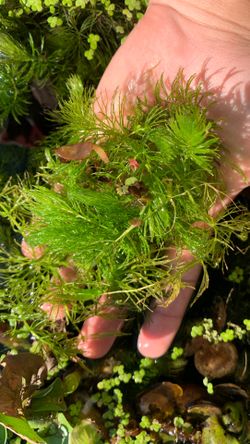 Hornwort aquarium/pond plant
