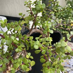 Jade Plant