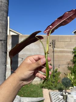 Philodendron Cutting
