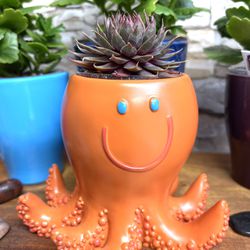 Succulent In Octopus Pot 4"H.