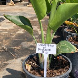 Giant Bird of Paradise 5gl