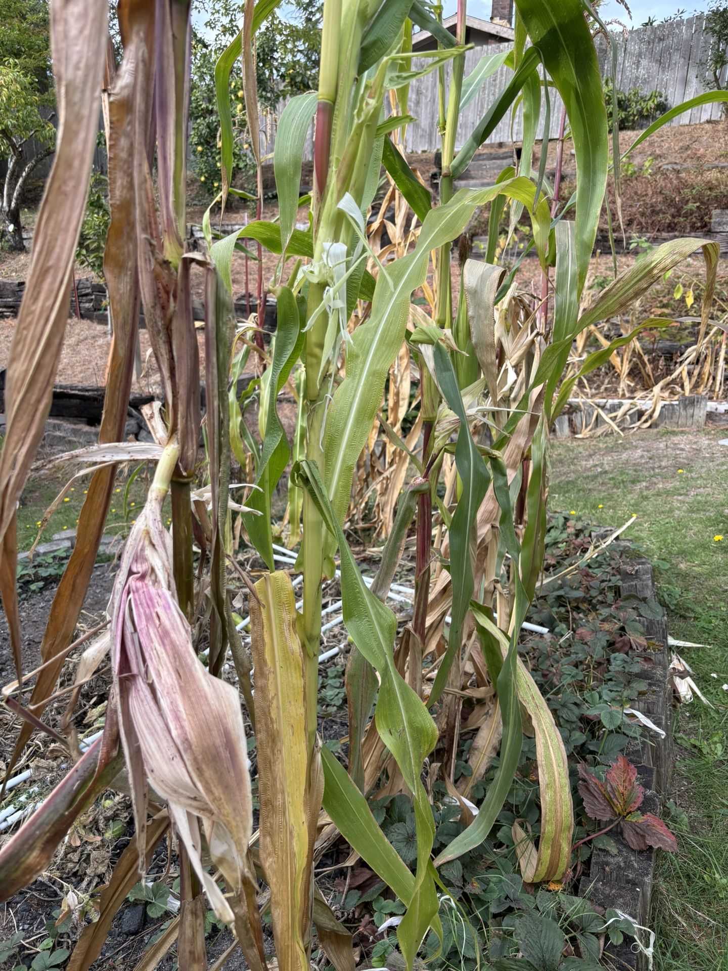 Corn Stalk