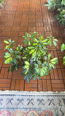 Hawaiian Schefflera tropical plant 6”