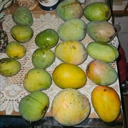 Three Kinds Of Organic Mangos