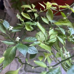 Ghost Pepper Plant With Gray Ceramic Pot