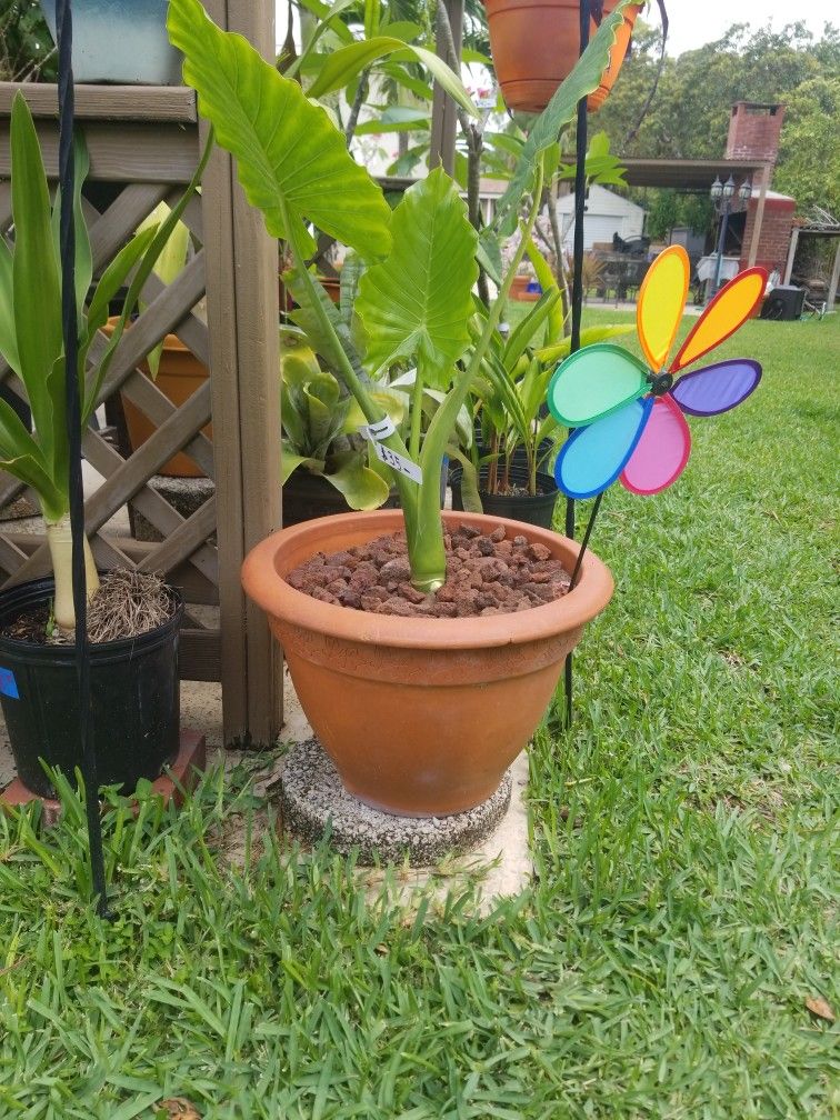 Elephant Ears big terracotta pot $35