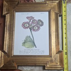 Set Antique J. Duke Botanical Prints Flowers In April Framed 