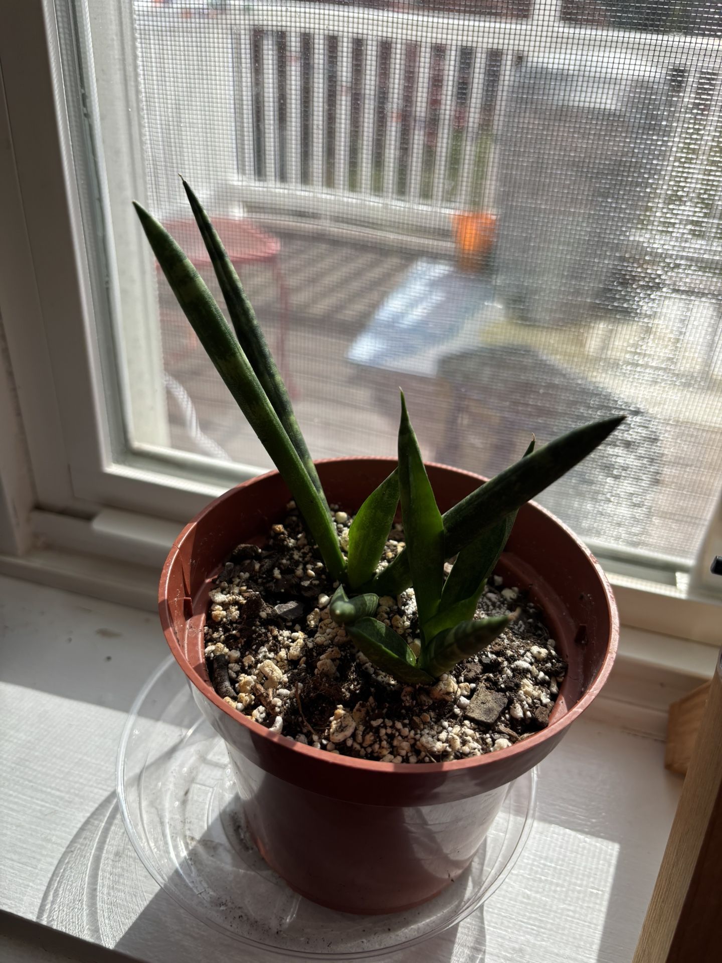 “3D Snake Plant” – Easy-Care African Spear Plant 🌿